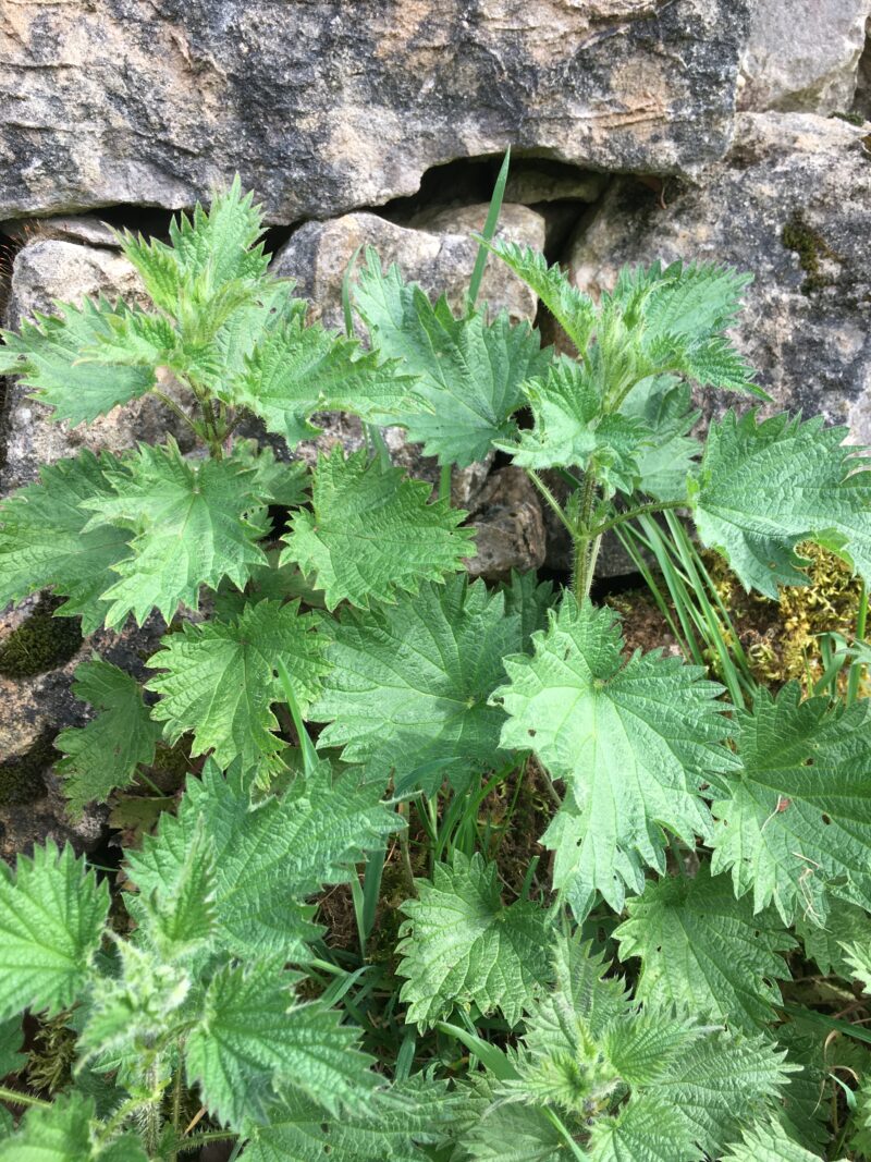 Squirrel haggis and Japanese knotweed reach UK menus as invasive species trend grows (article in The Guardian)