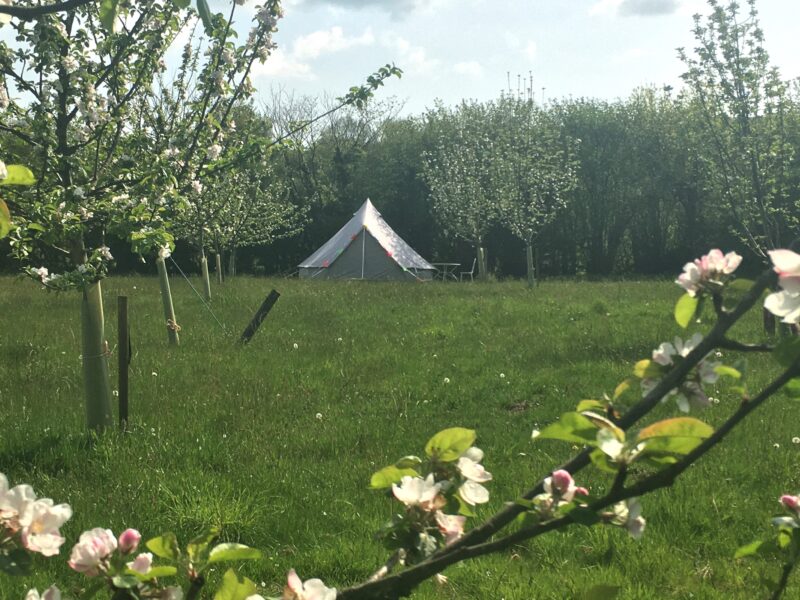 Honeycrisp bell tent sleeps up to 4