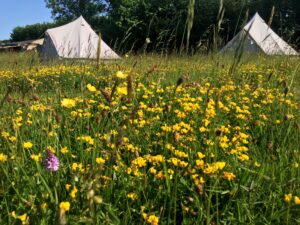 Bell tents seen through yellow flowers