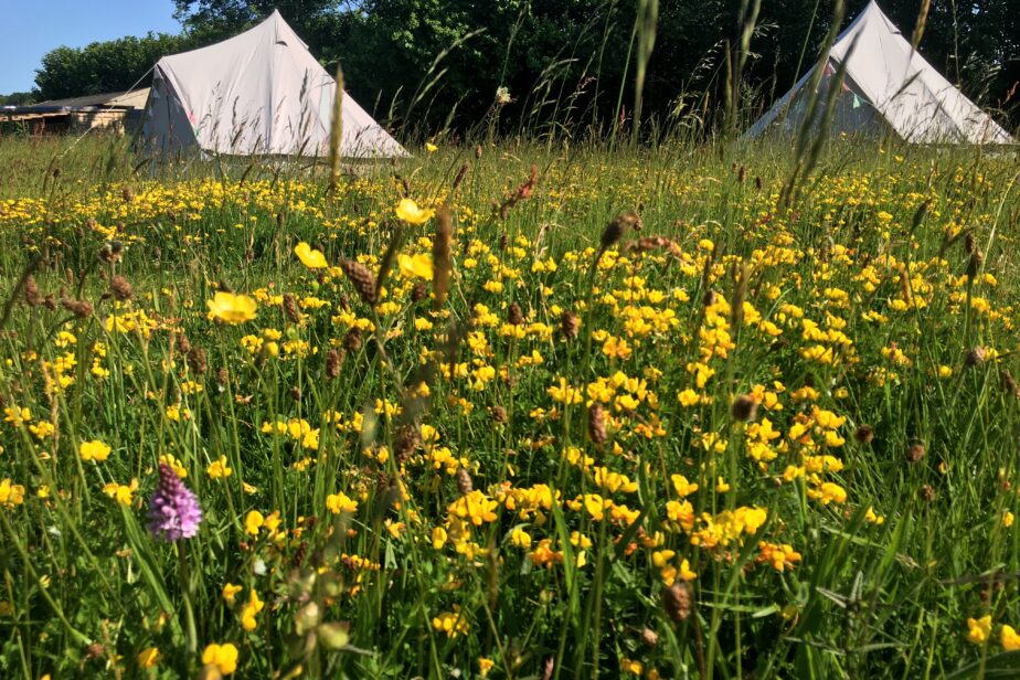 Bell tents seen through yellow flowers